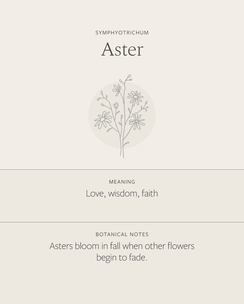 Aster