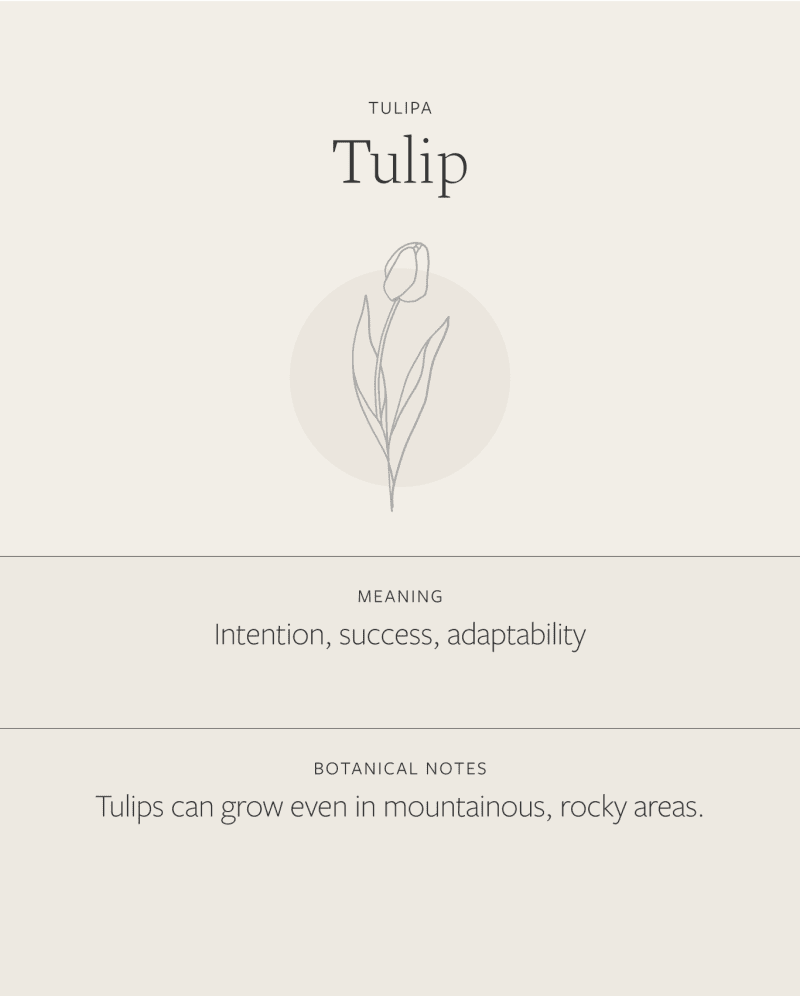 Tulip 15660bc0 0230 4a8e a359 84545fdeaac0